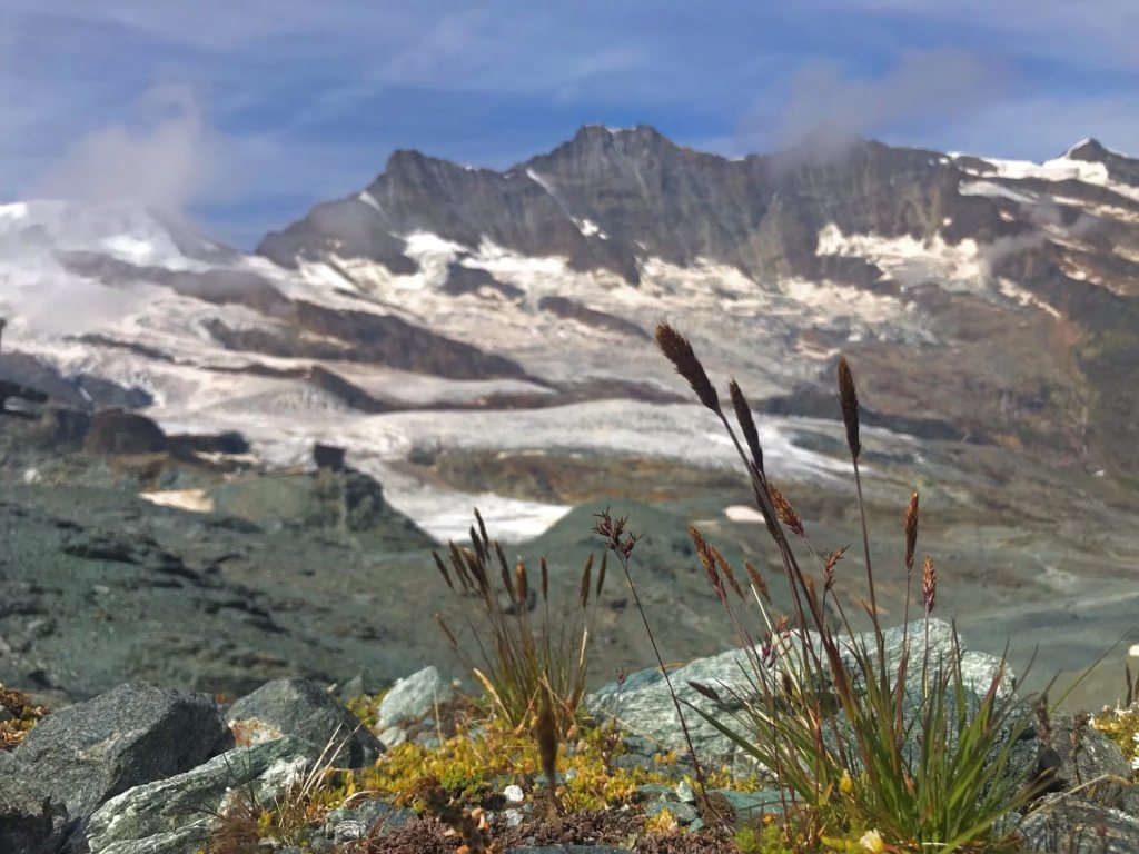 Saas-Fee : Entre Glaciers et Faune Locale
